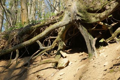 Fallen tree in forest