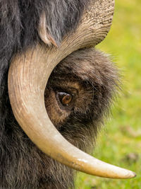 Close-up of muskox 