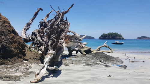 View of driftwood on beach