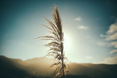 Close-up of stalks against sky at sunset