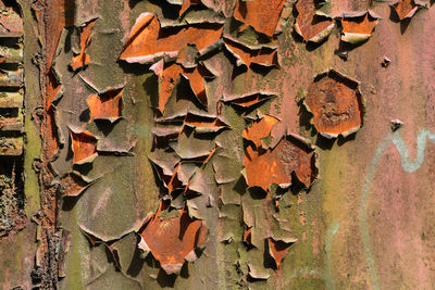 Full frame shot of dry leaves on rusty metal