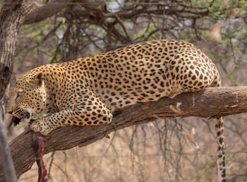 Close-up of a cat on tree