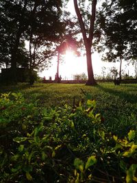 Trees on grassy field