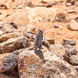 Close-up of lizard on rock