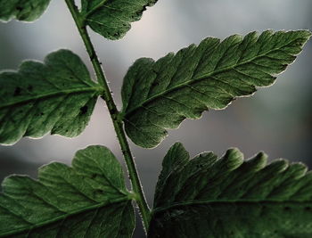 Close-up of wet plant leaves