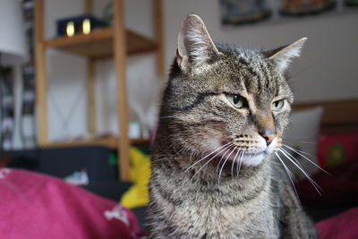 Close-up portrait of cat