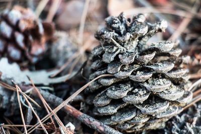 Close-up of pine cones