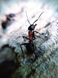 Close-up of insect