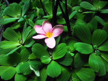 Close-up of pink flowering plant