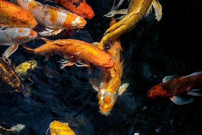 High angle view of koi carps swimming in sea