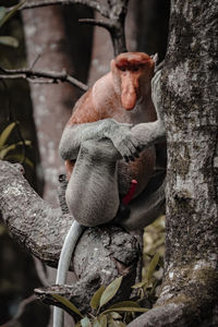 Monkey sitting on tree trunk