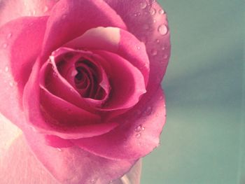 Close-up of pink rose