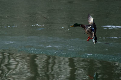 Bird flying over water