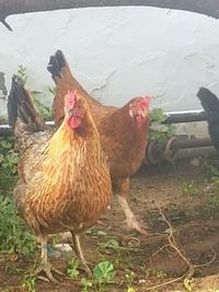 Close-up of rooster on field