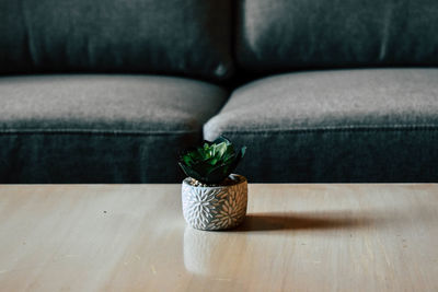 Close-up of potted plant on sofa at home