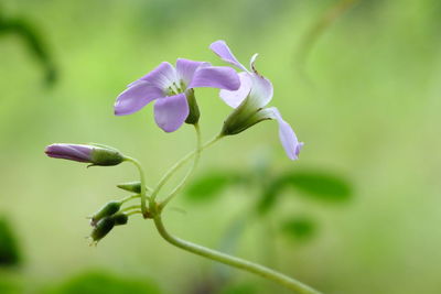 Close-up of purple flowering plant