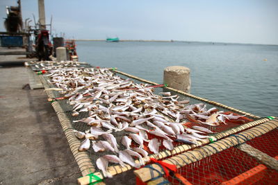 View of fish at sea shore against sky