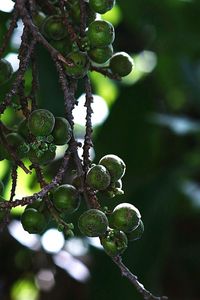 Close-up of berries growing on tree