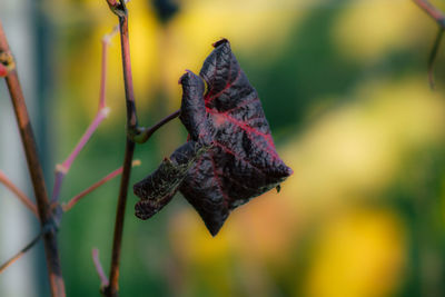 Close-up of wilted plant