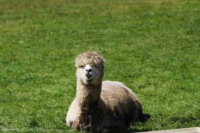 Portrait of an animal on field