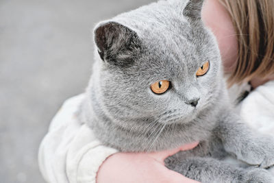 Close-up of hand holding cat