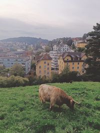 Sheep grazing on field against sky