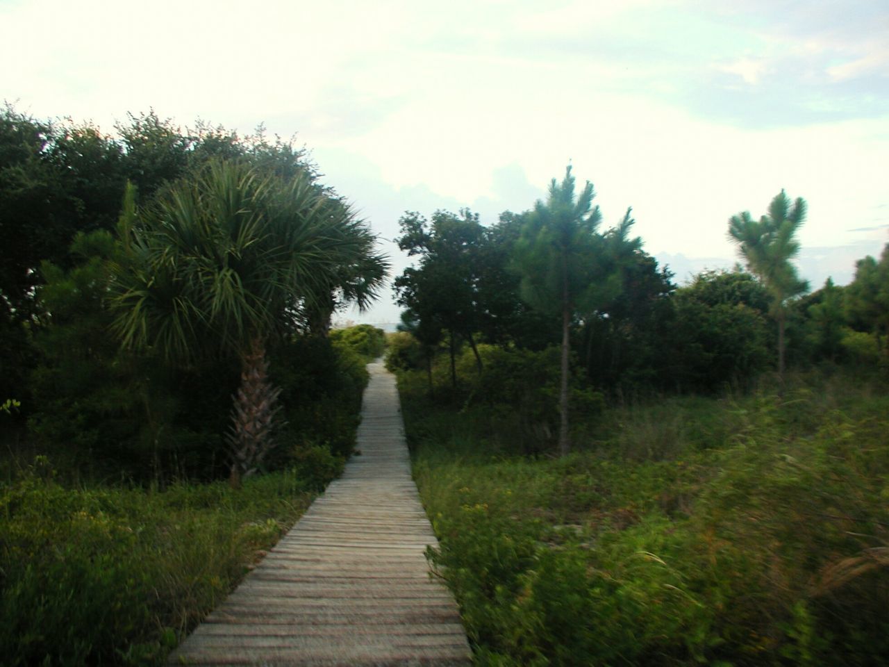 DIRT ROAD ALONG TREES