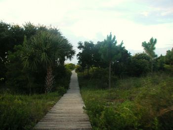 View of trees on landscape