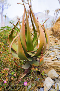 Close-up of succulent plant on field
