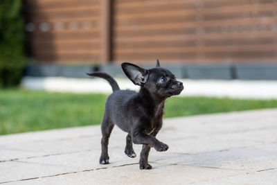 Dog looking away on footpath