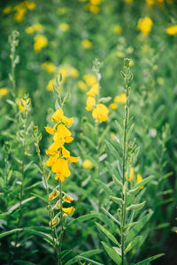 Close-up of yellow plants