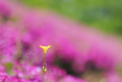 Close-up of pink flower blooming outdoors