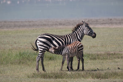 Zebras against blue water