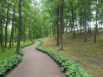 Dirt road amidst trees in forest