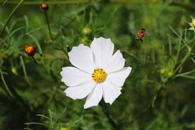Close-up of insect on flower