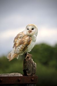 Close-up of barn owl perching on wood against sky