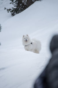 View of a dog on snow covered landscape