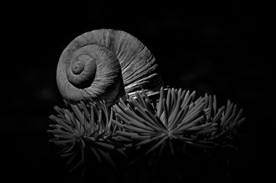 Close-up of shells on black background