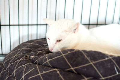 Close-up of cat sleeping in cage at home