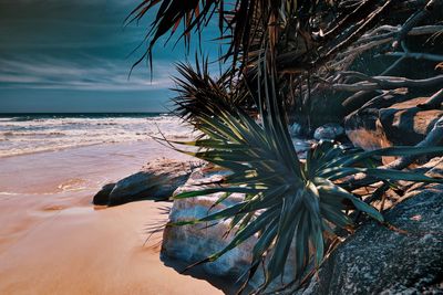 Palm tree on beach against sky