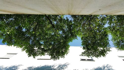 Low angle view of trees