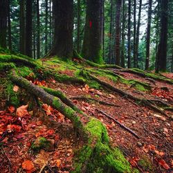 Trees growing in forest