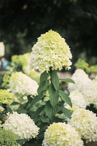 Close-up of white flowering plant