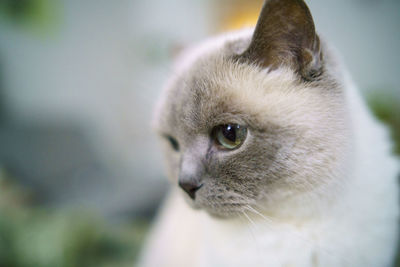 Close-up of a cat looking away