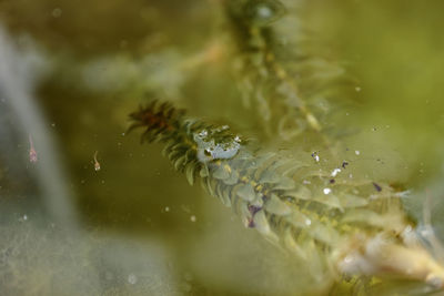 Close-up of jellyfish in sea