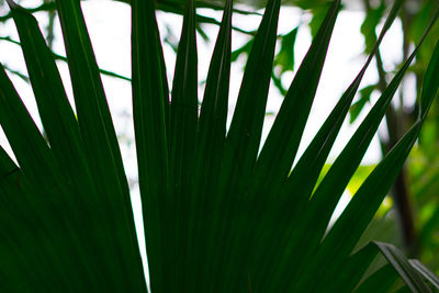 Close-up of plant growing outdoors