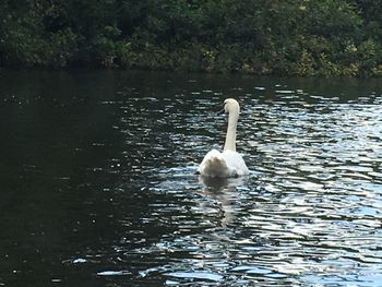 Swan swimming in lake