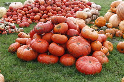 View of pumpkins on field