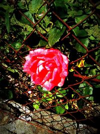 Close-up of rose blooming outdoors