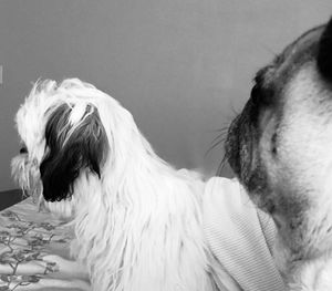 Close-up of dog on bed